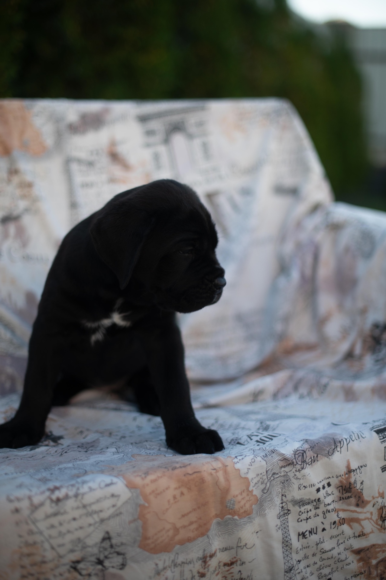 Cane de Corsi Italiano