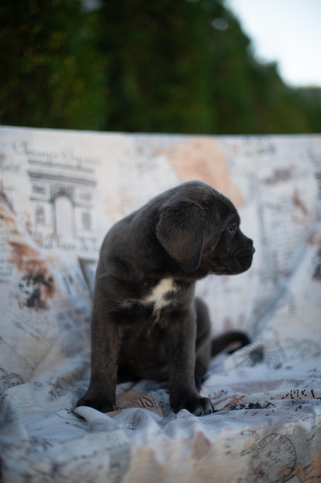 Cane de Corsi Italiano
