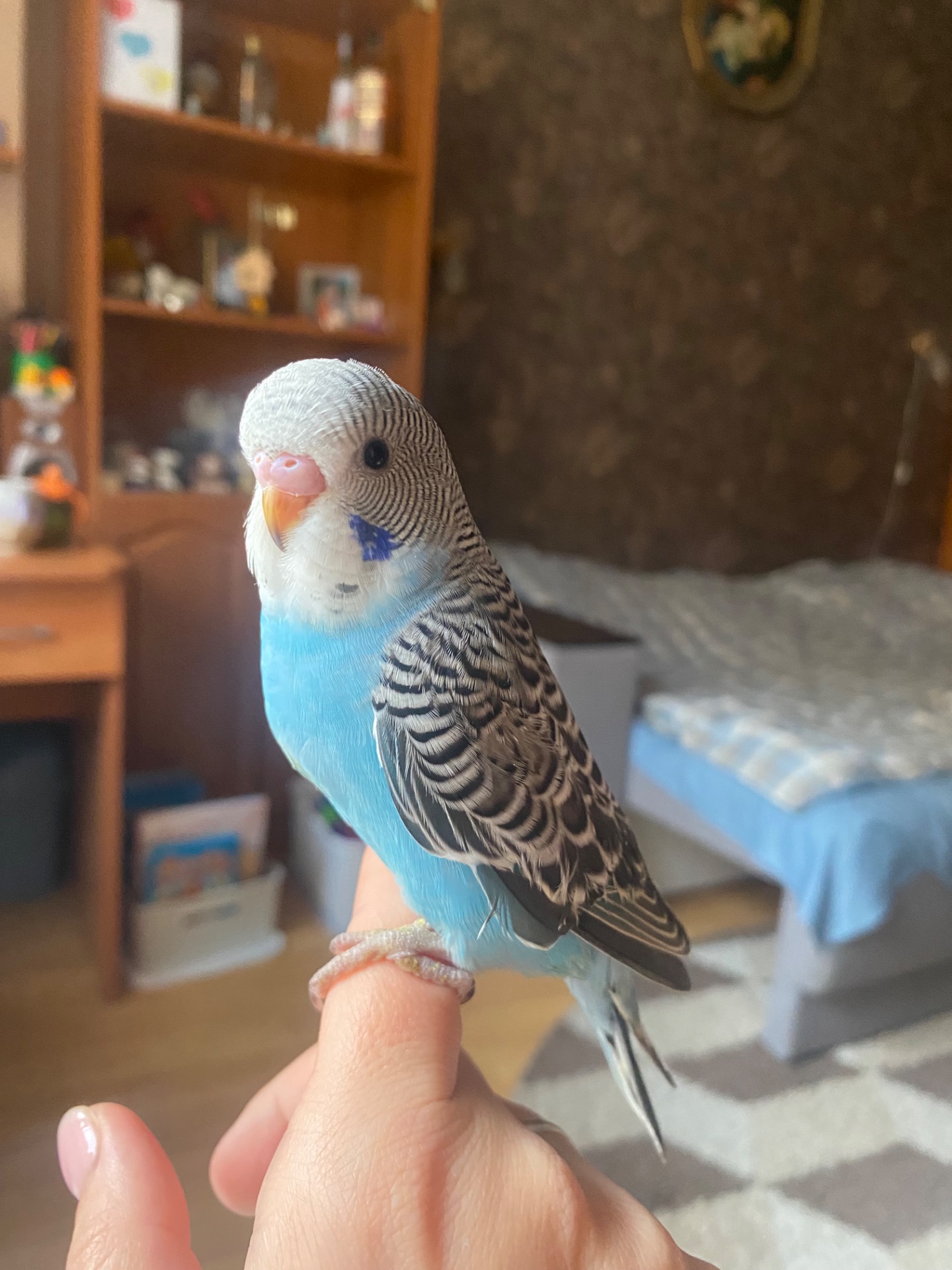 Малюки хвилястиків