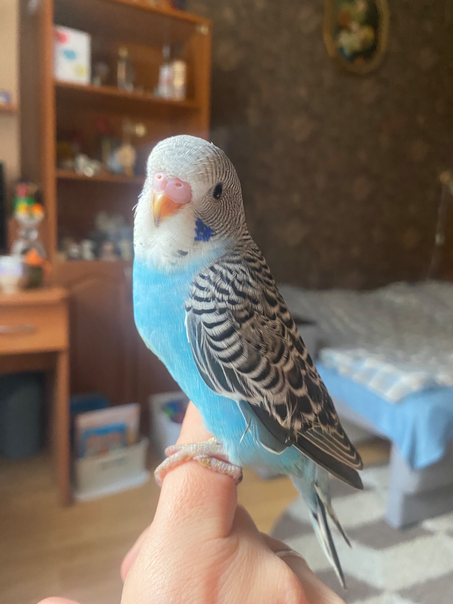 Малюки хвилястиків