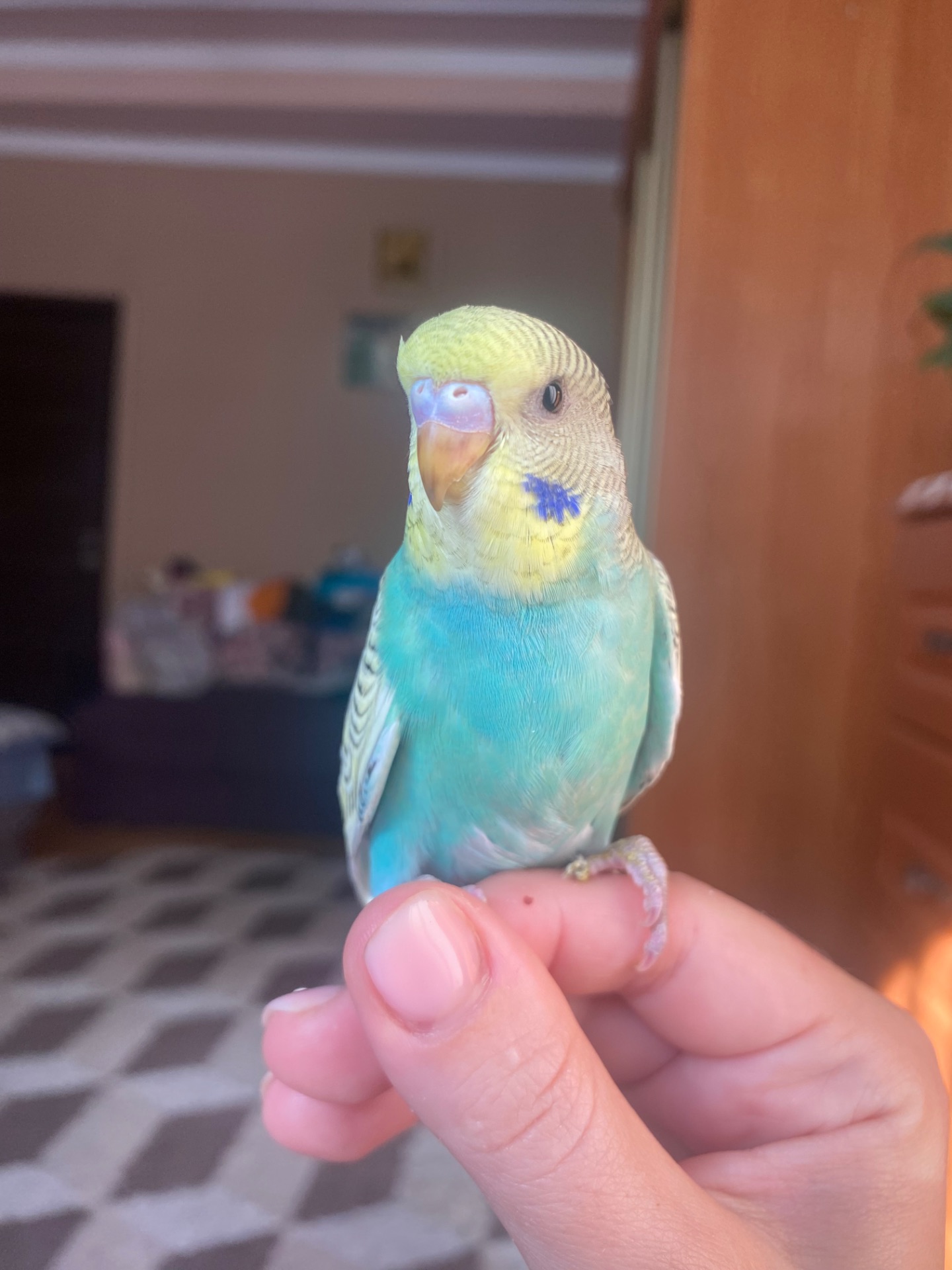 Малюки хвилястиків