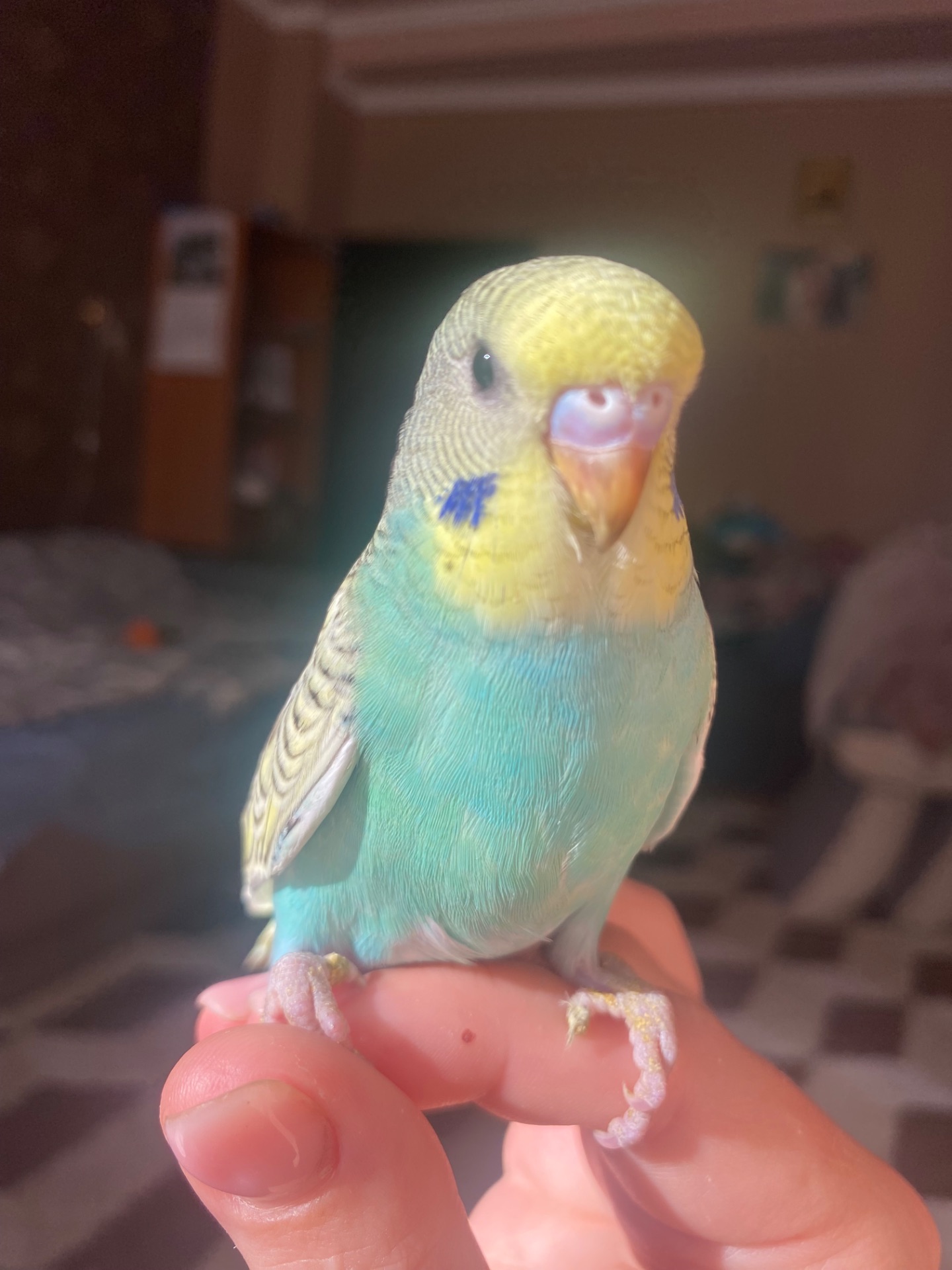 Малюки хвилястиків