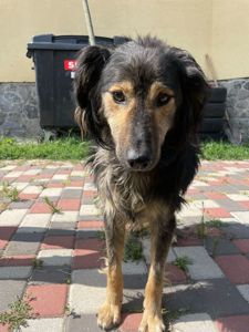 Пухнастий песик з Райського