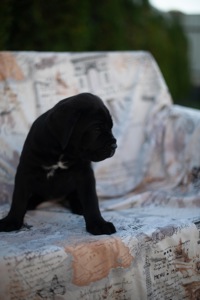 Cane de Corsi Italiano