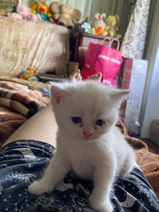 Кошенята Скоттіш-Страйт хлопчики