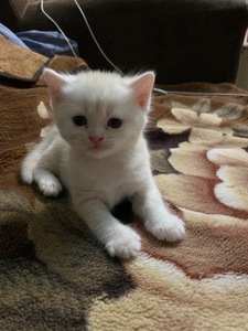 Кошенята Скоттіш-Страйт хлопчики