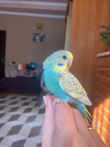 Малюки хвилястиків