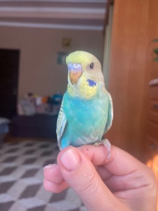 Малюки хвилястиків