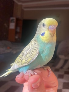 Малюки хвилястиків