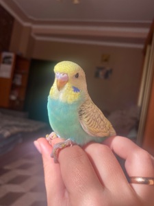 Малюки хвилястиків