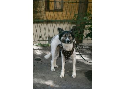 Родино, де ти? Чарівний собачка-компаньйон засиджується на перетримці