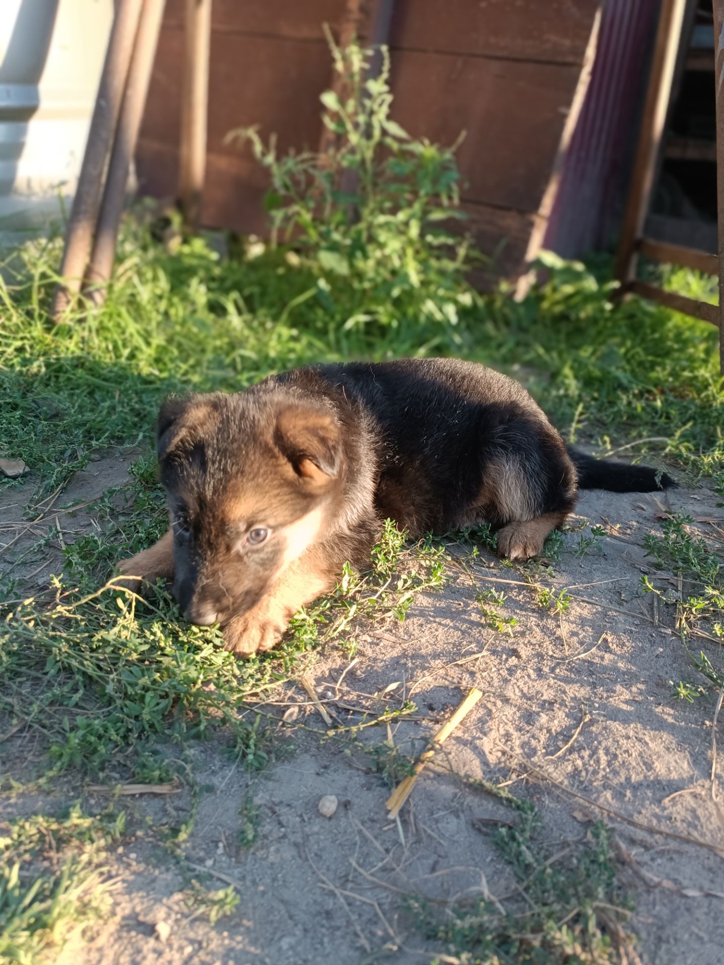 Шукають свій дім маленькі німецькі вівчарки