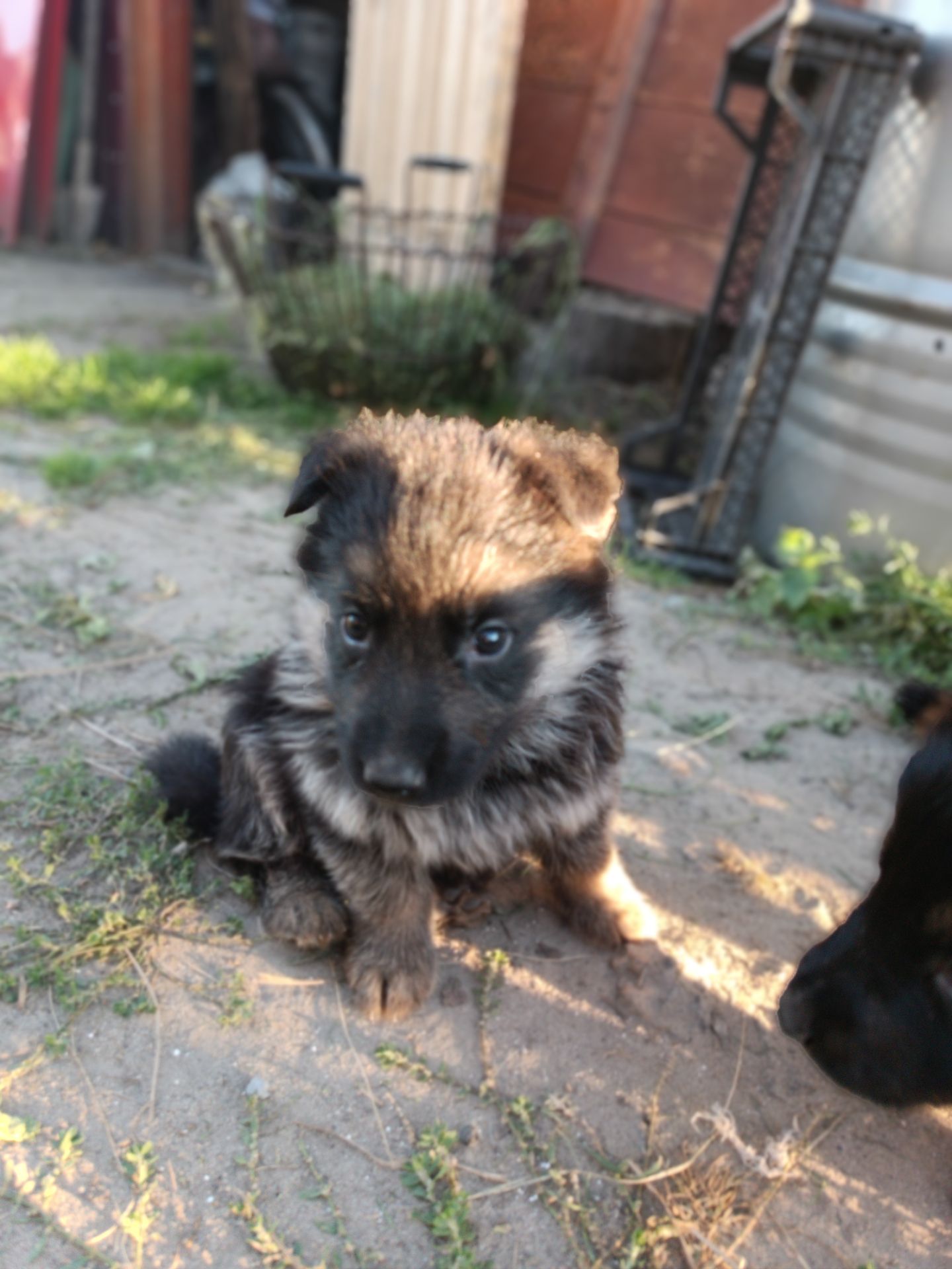 Шукають свій дім маленькі німецькі вівчарки