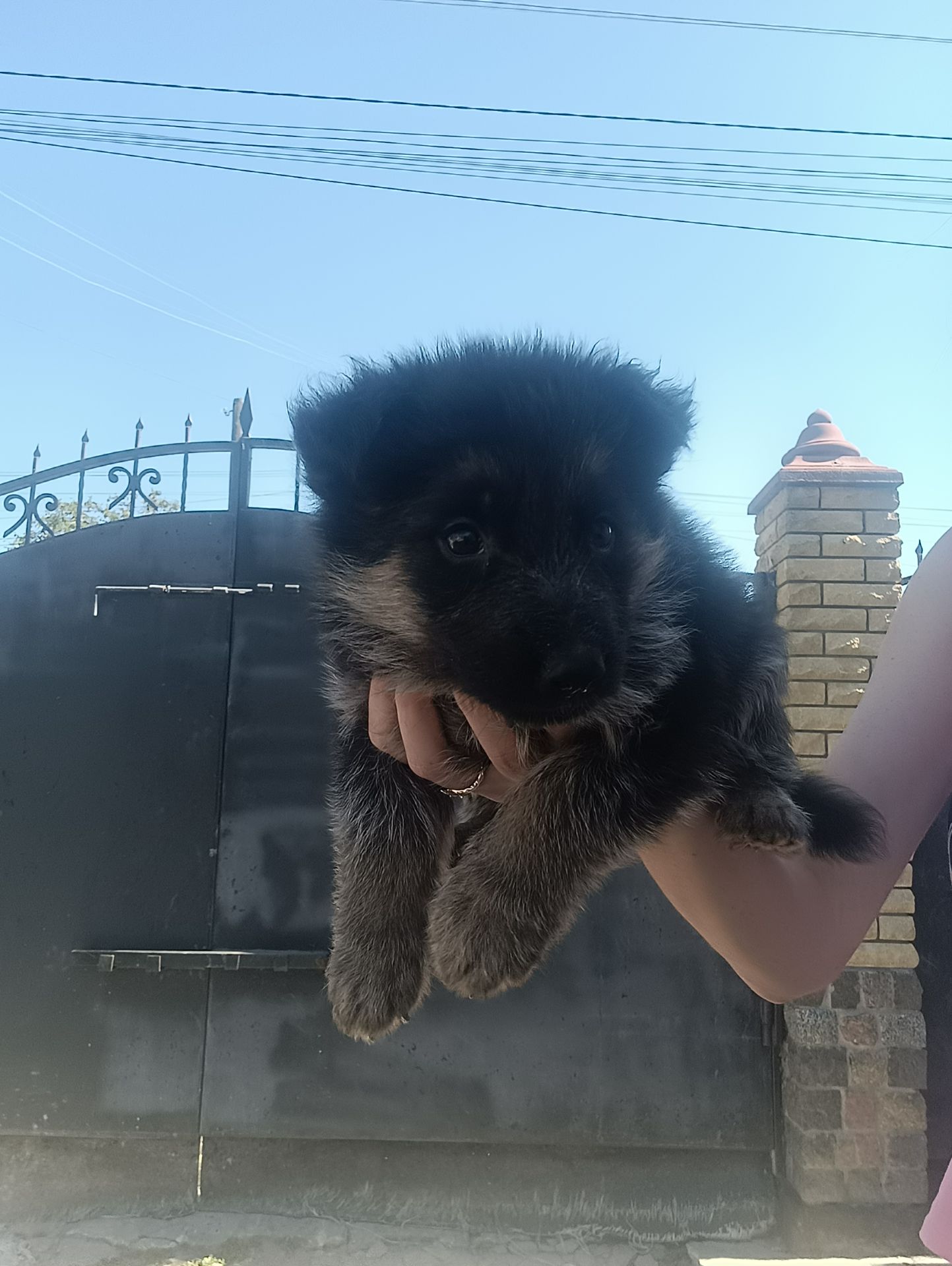 Шукають свій дім маленькі німецькі вівчарки