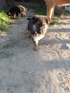 Шукають свій дім маленькі німецькі вівчарки