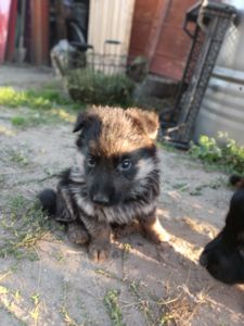 Шукають свій дім маленькі німецькі вівчарки