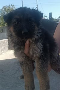 Шукають свій дім маленькі німецькі вівчарки