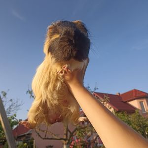 Морська свинка Довгошерста