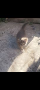 Віддам кошеня
