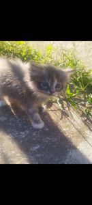 Віддам кошеня