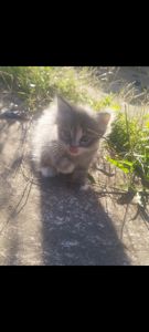 Віддам кошеня