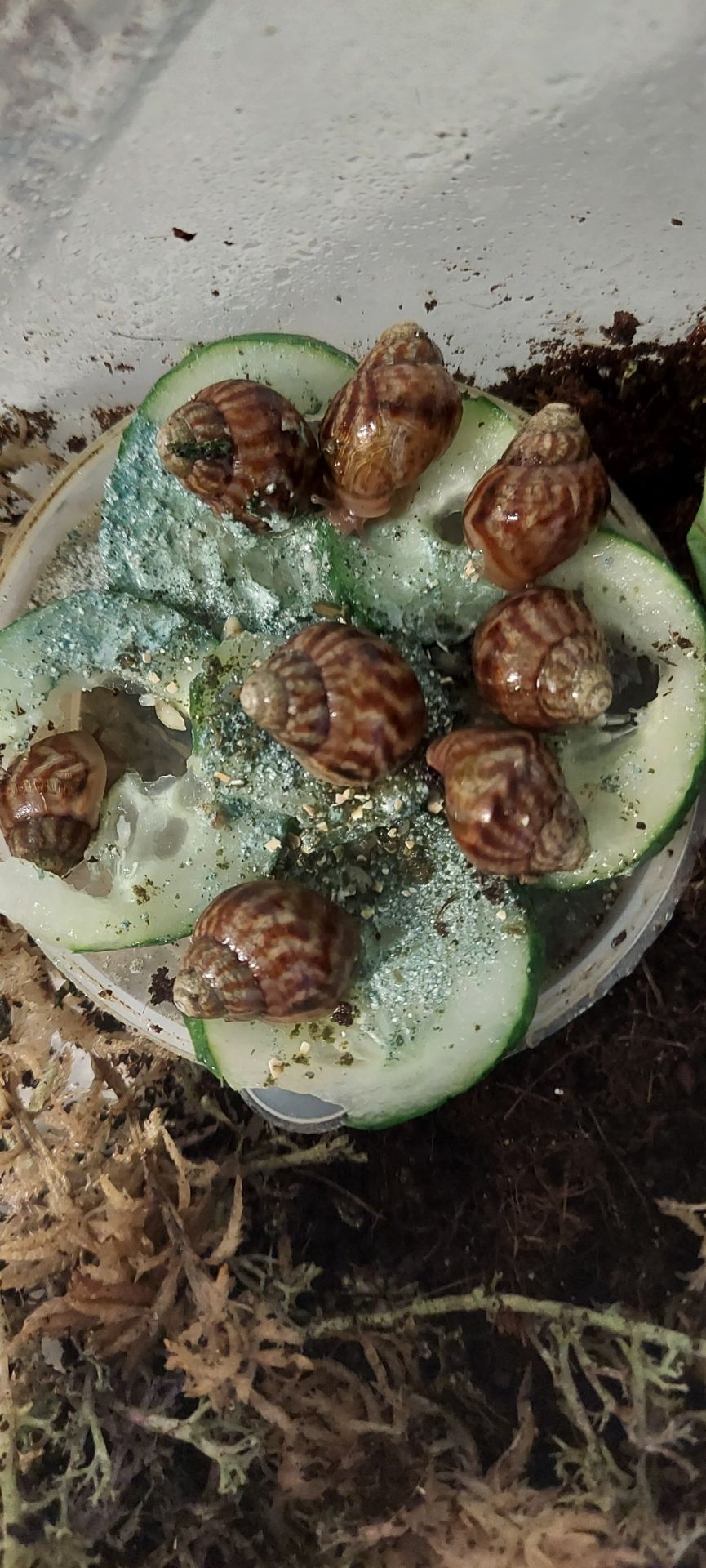 Ахатіни, равлики, ахатина