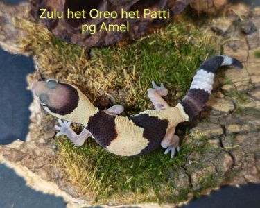 Hemitheconyx