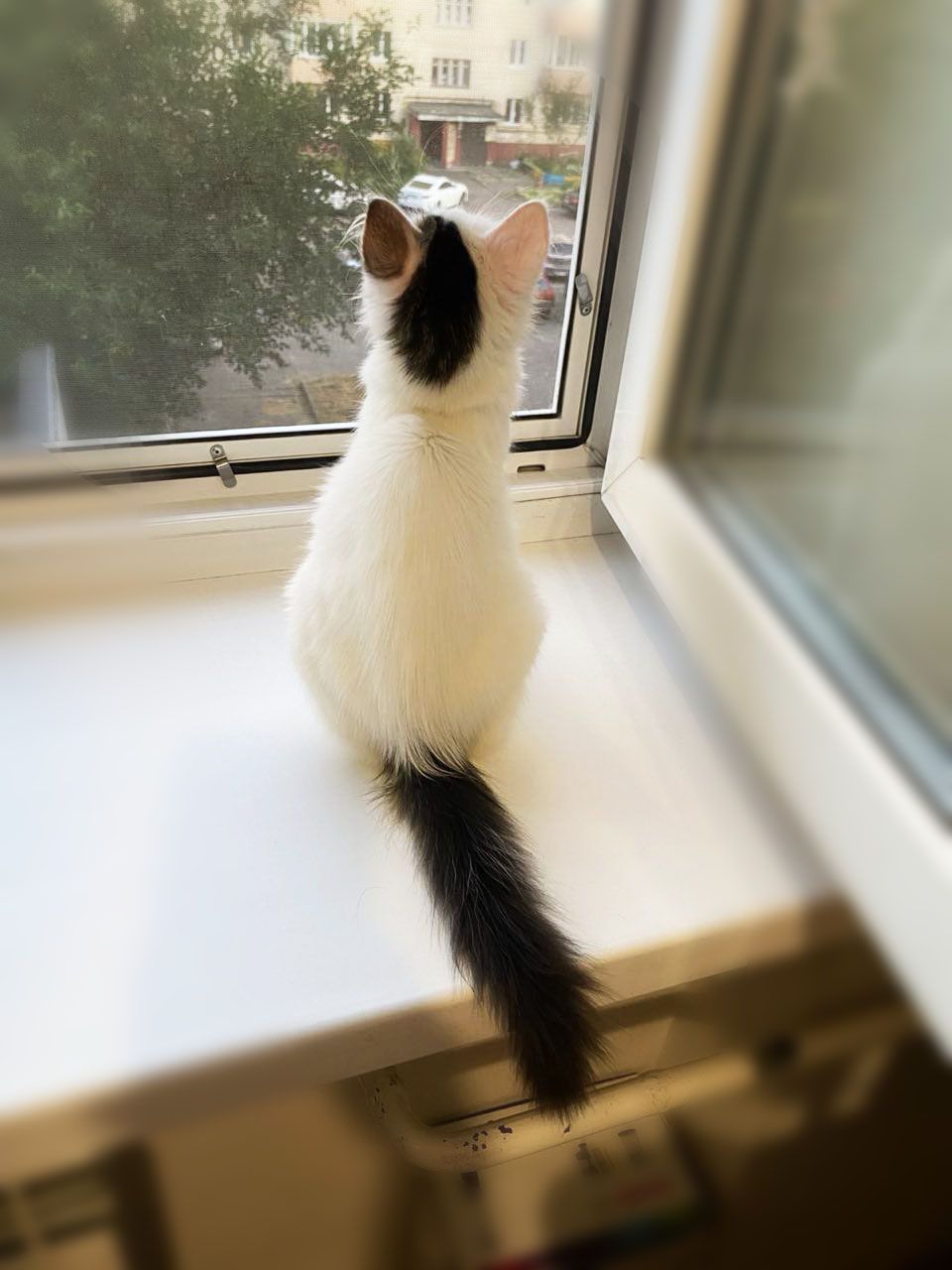 Хлоя