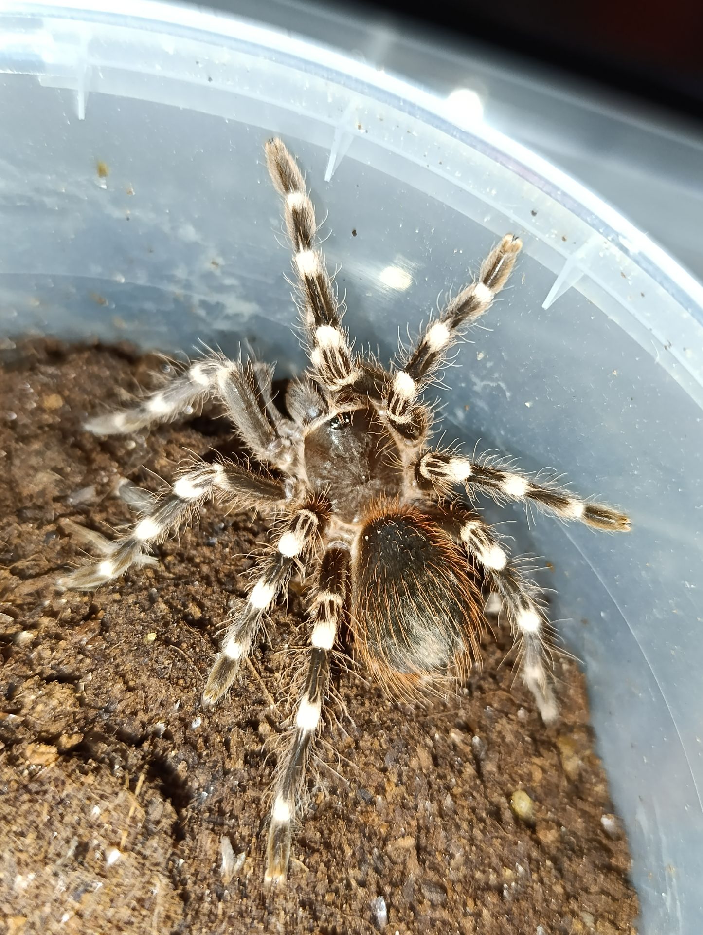 Павук птахоїд Acanthoscurria geniculata) Бразильський білоколінний