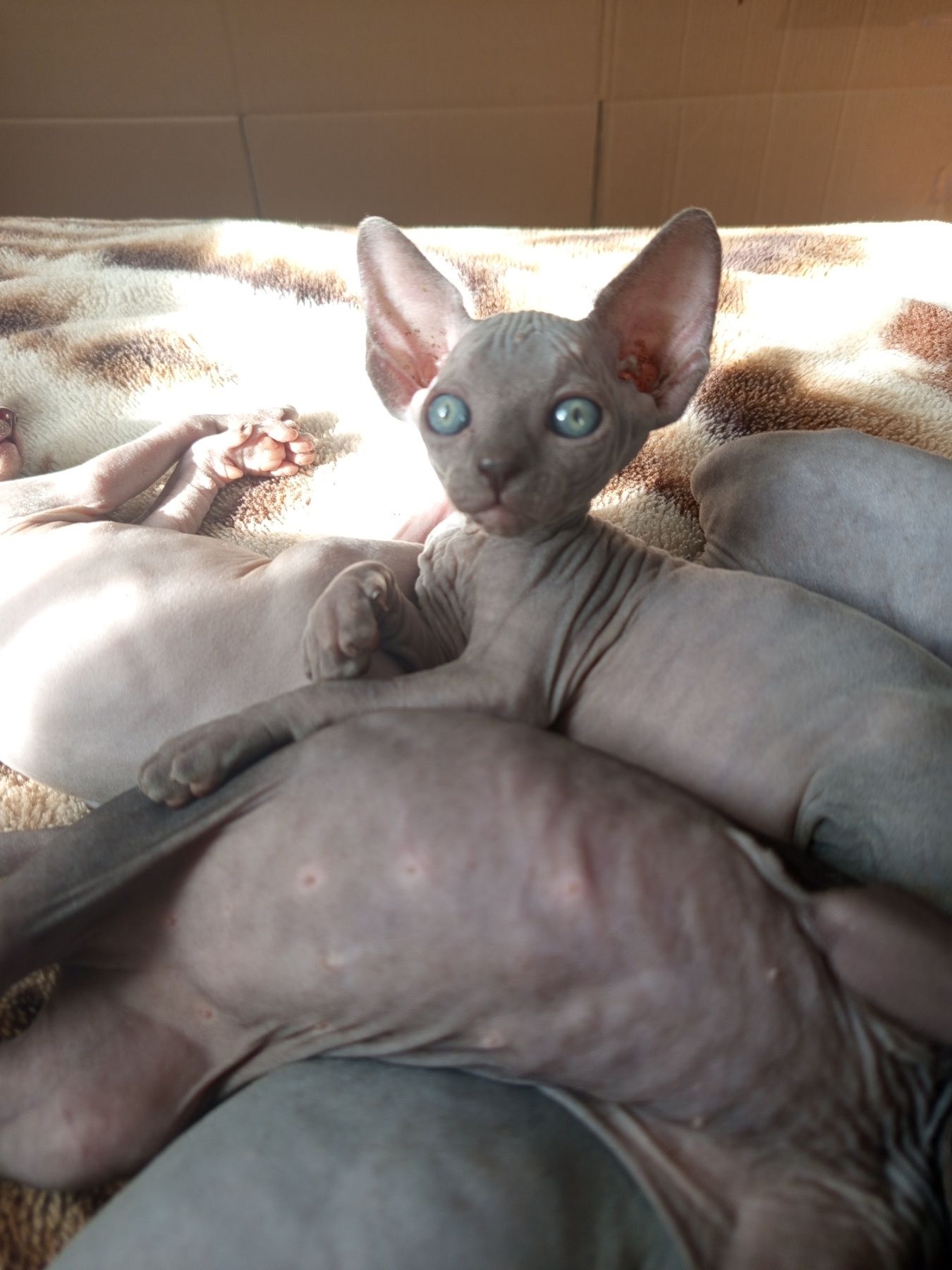 Котенята сфінкса