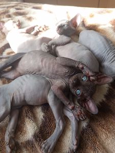 Котенята сфінкса