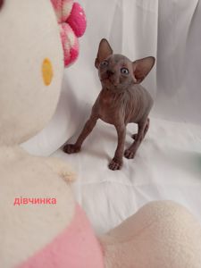 Котенята сфінкса