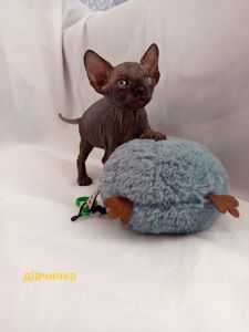 Котенята сфінкса
