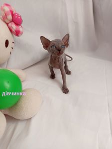 Котенята сфінкса