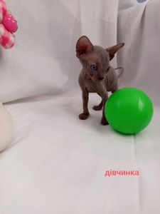 Котенята сфінкса