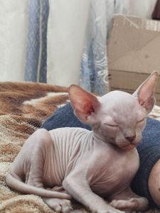 Котенята сфінкса
