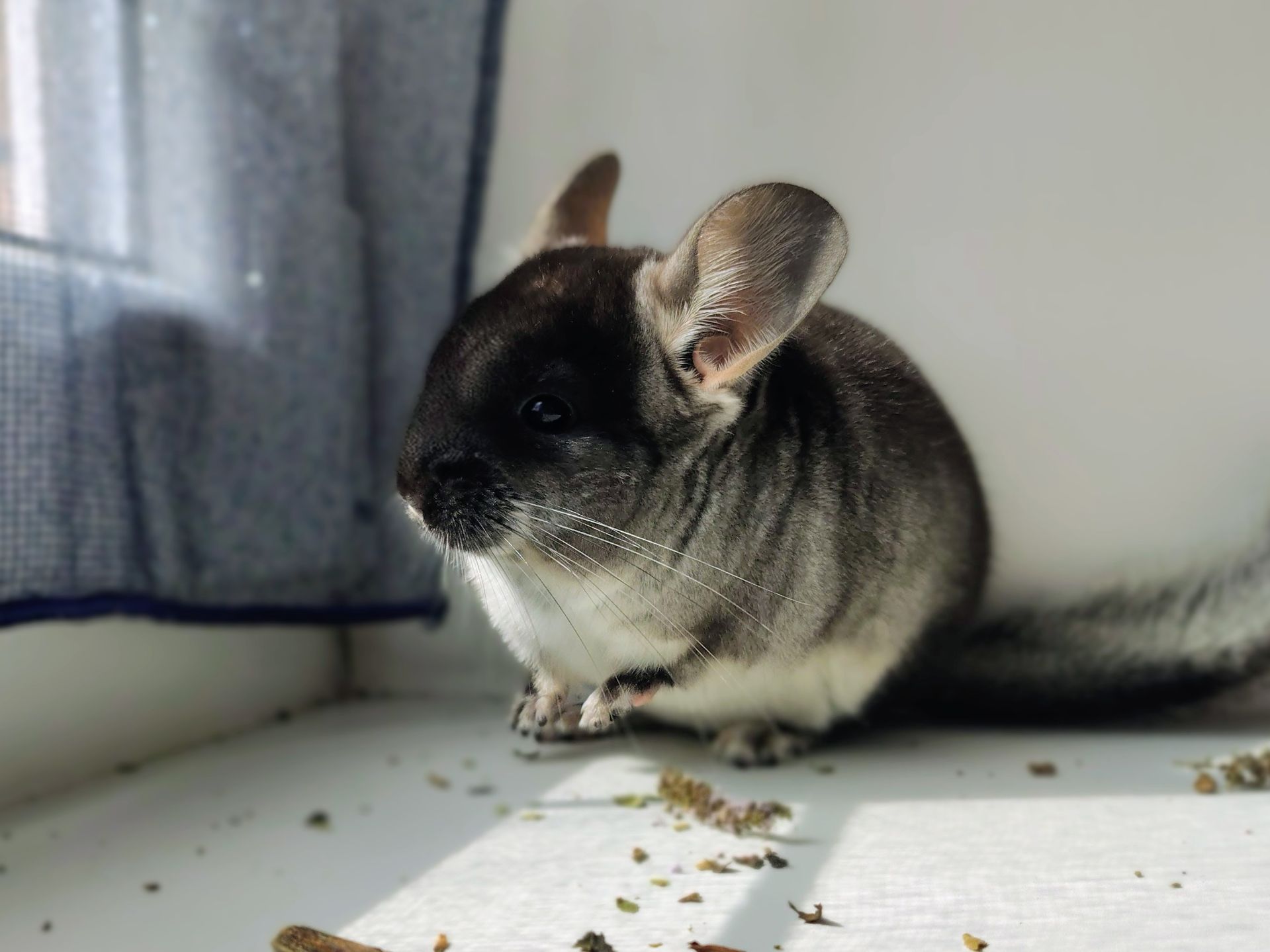 Чорний оксамит хлопчик 🖤