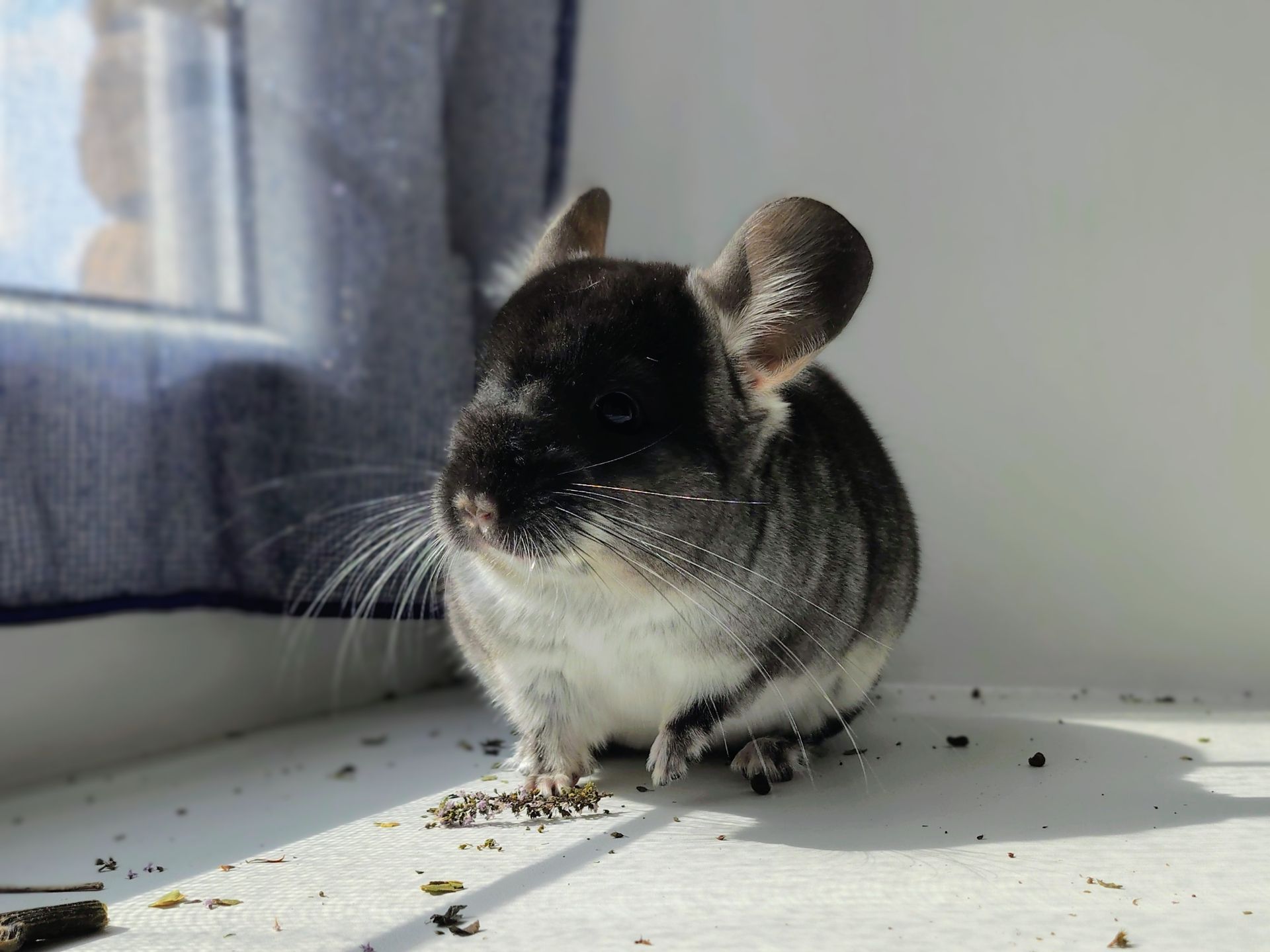 Чорний оксамит хлопчик 🖤