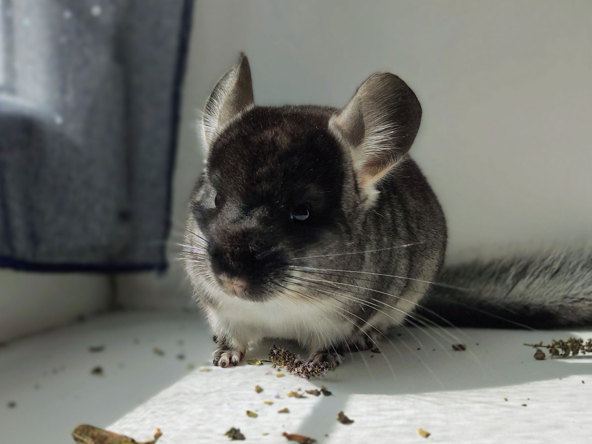 Чорний оксамит хлопчик 🖤