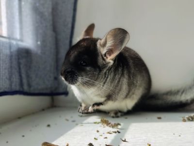 Чорний оксамит хлопчик 🖤