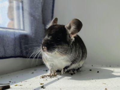 Чорний оксамит хлопчик 🖤