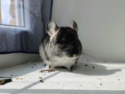 Чорний оксамит хлопчик 🖤