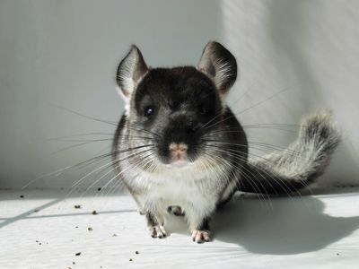 Чорний оксамит хлопчик 🖤