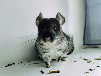 Чорний оксамит хлопчик 🖤
