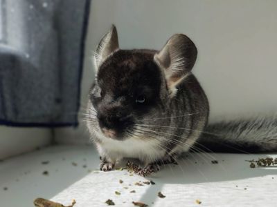Чорний оксамит хлопчик 🖤