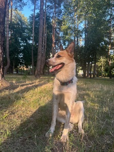 Шукаємо люблячу родину для чудового песика!