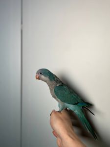 Каліта Монах окільцьовані папуги з ДНК тестом, каліта зелений, блакитний монах квакер