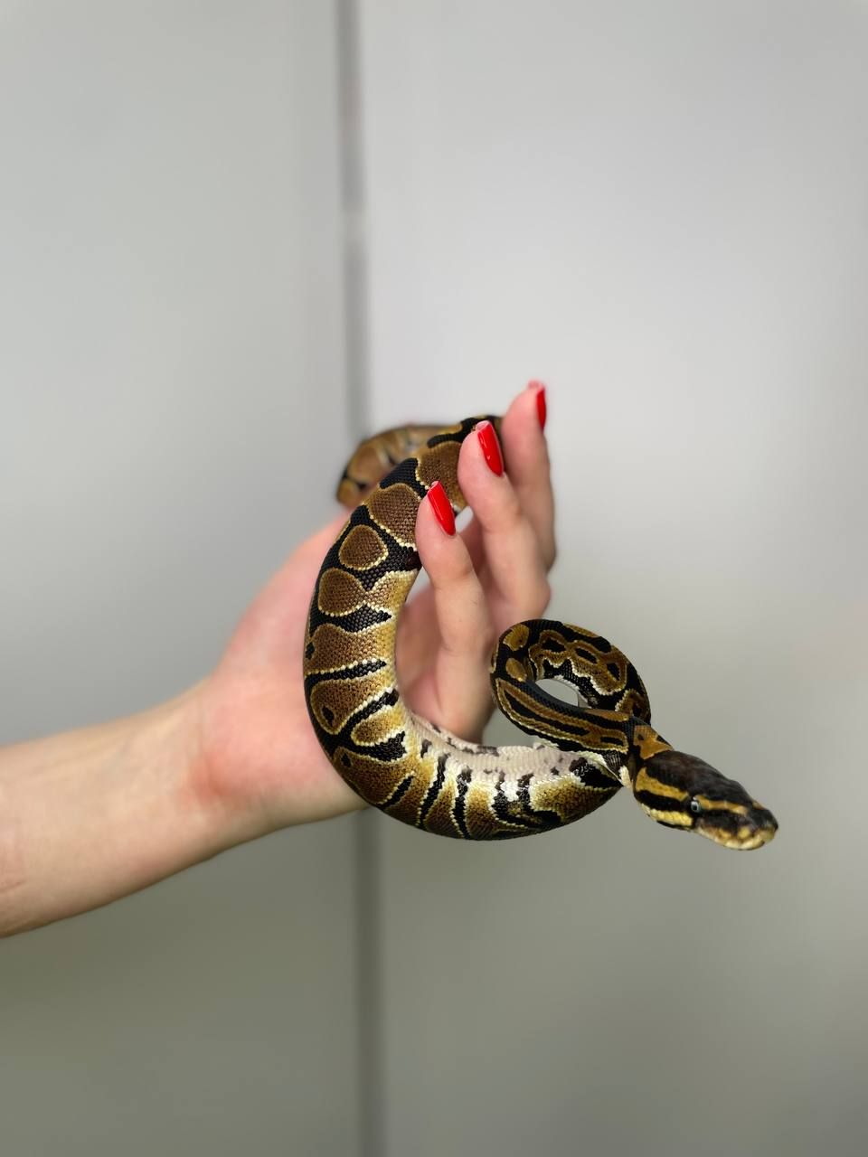 Яскравий королівський пітон, пітон регіус, спокійна змія