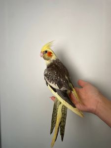 Корелла ручні папуги окільцьовані, з ДНК тестом різних кольорів, викормиші