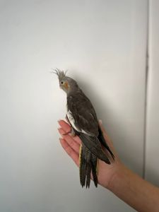 Корелла ручні папуги окільцьовані, з ДНК тестом різних кольорів, викормиші